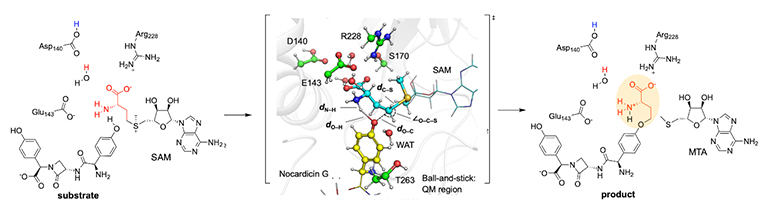 figure of Elucidation of the catalytic mechanism of an enzyme that transfers a coenzyme backbone