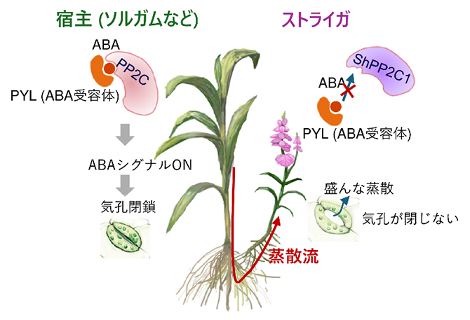 figure of Molecular dissection of the parasitic strategy of the “witchweed”