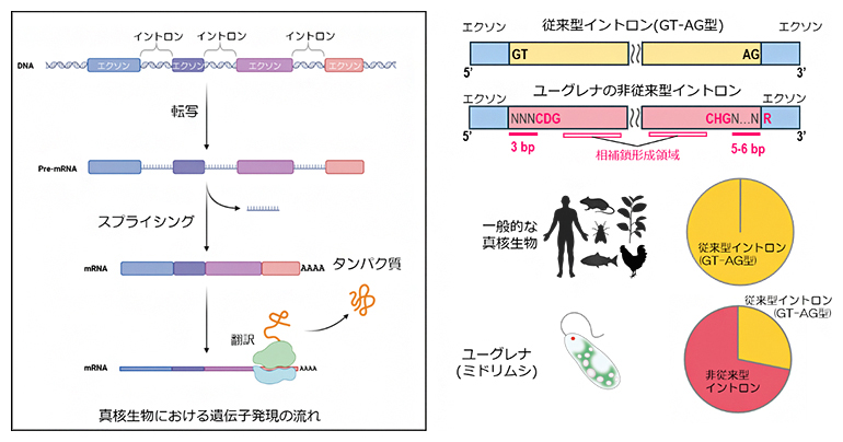 figure of Decoding noncanonical intron splicing rules in Euglena