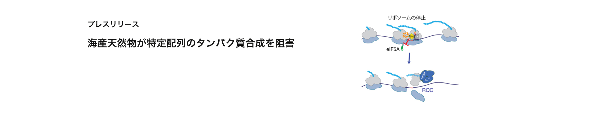 海産天然物が特定配列のタンパク質合成を阻害