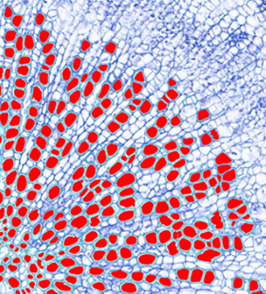 figure of Characteristics of cambium stem cells responsible for plant thickening growth revealed